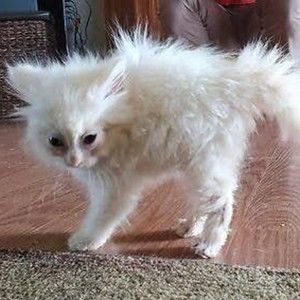 Meet your Posher, Posh